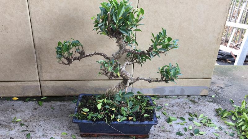 新手也能学会的修剪盆景技巧,枸杞盆景修剪技巧图解