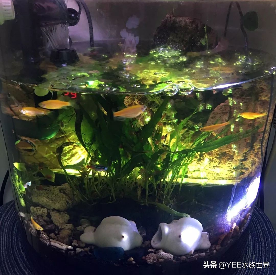 60草缸壁挂过滤推荐,草缸壁挂式过滤器