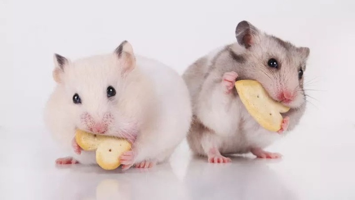 宠物仓鼠咬人流血了怎么办,仓鼠咬人伤口一般什么样子