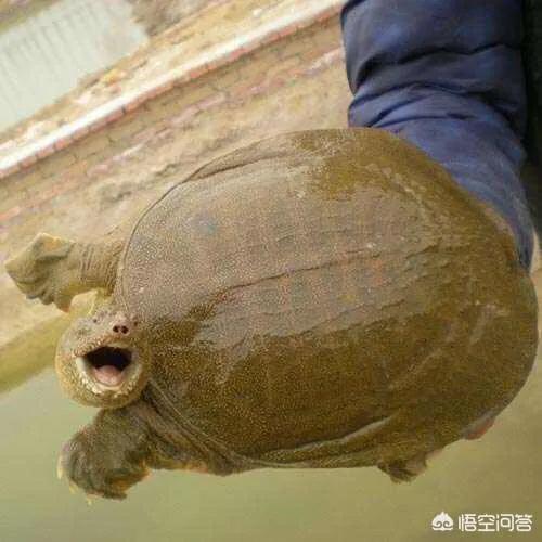 养甲鱼鱼缸水要放多少,甲鱼苗在鱼缸养的图片