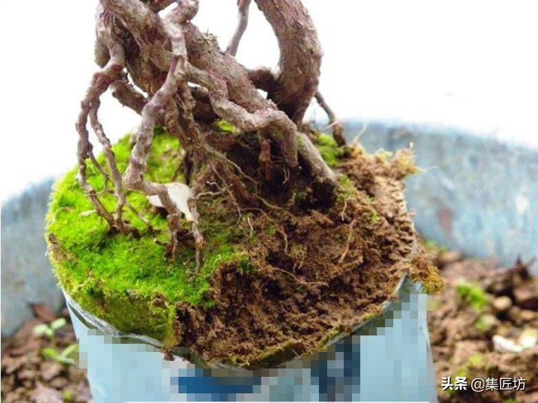 杜鹃斜飘式盆景制作过程,杜鹃盆景10种造型法