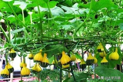 寿光水培蔬菜,中国蔬菜之都寿光照片