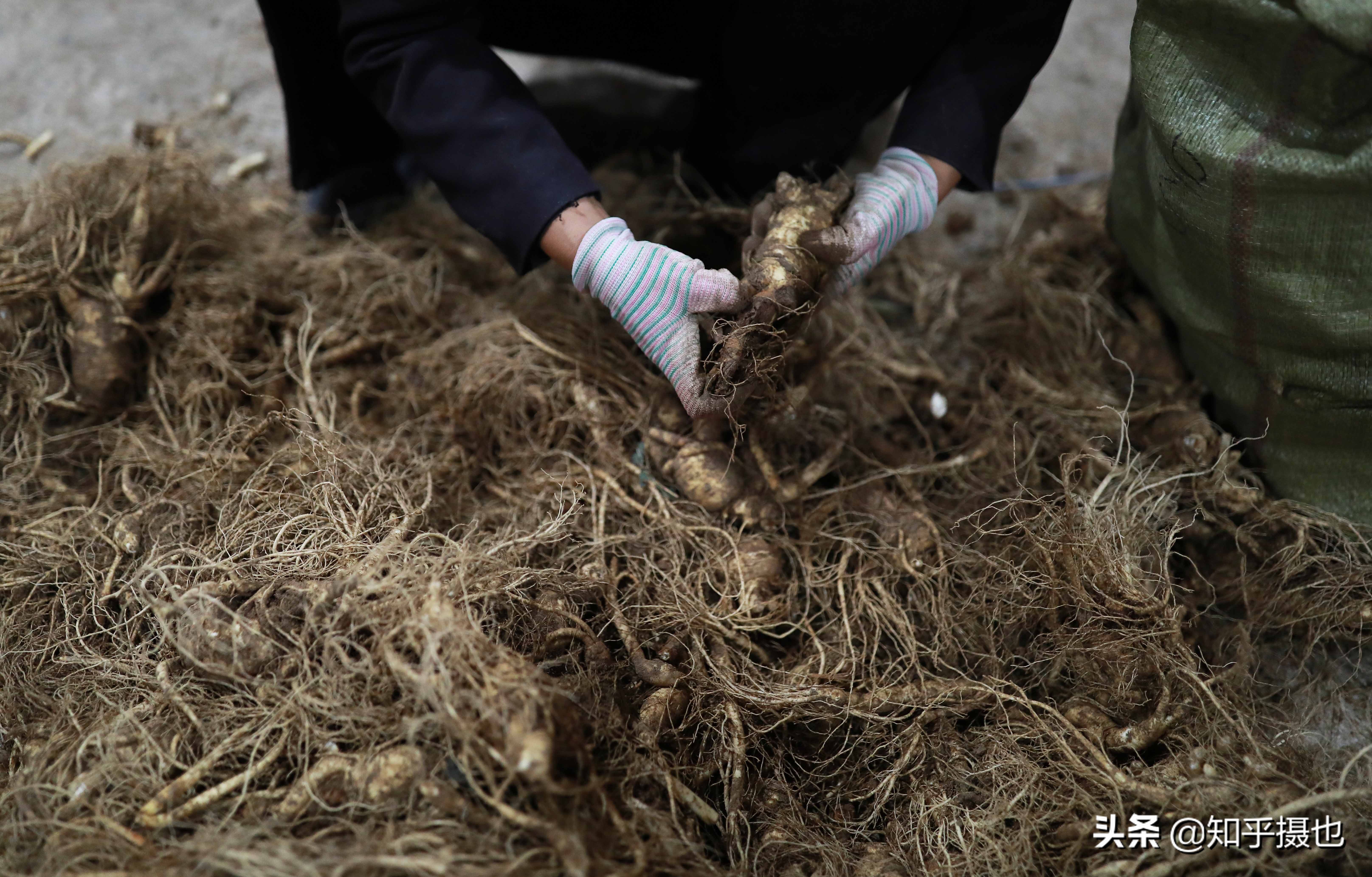 吉林有几个人参交易市场,吉林人参交易市场视频