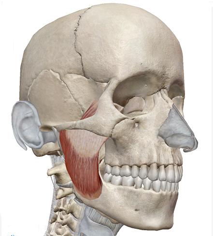 瘦脸针要去什么医院打,想打瘦脸针有什么比较出名的医院