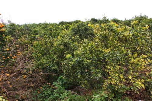 盆景桔子树用什么农药防治虫害,桔子树害虫防治方法有机肥