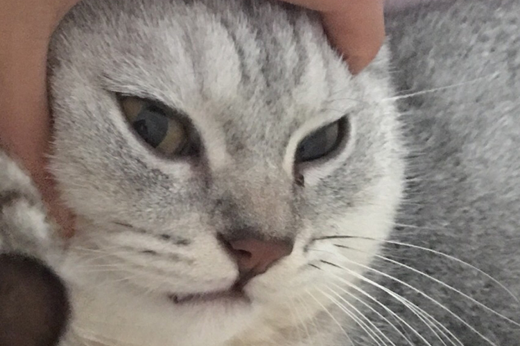 猫爱干净为什么还有跳蚤,猫爱干净的表现