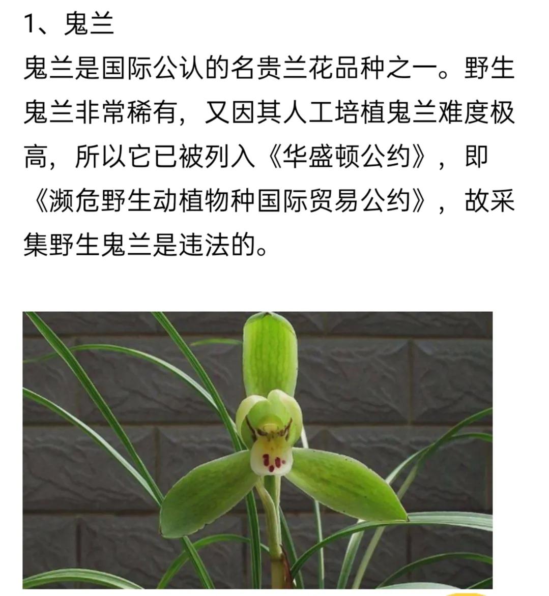 兰花品种大全简介,兰花种类讲解视频