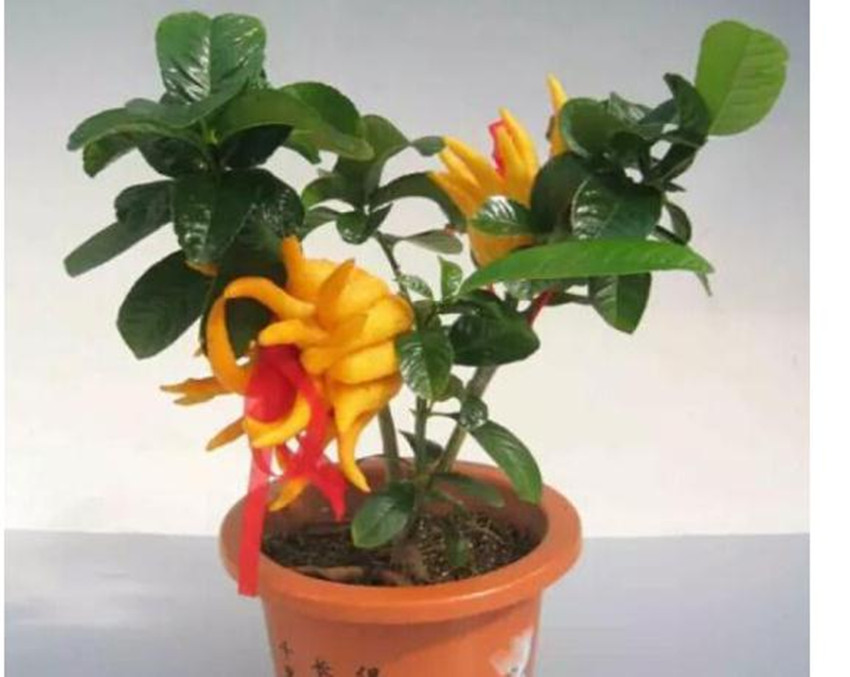 果中仙品佛手,果中鲜精品水果