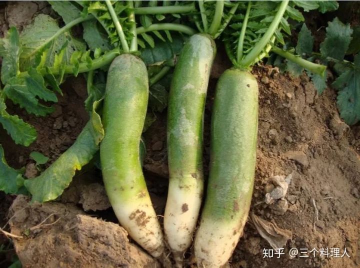 灞变笢鐨勮敩鑿滅粰鍝噷渚涚粰,灞变笢鐨勮敩鑿滈兘渚涘摢閲屼簡