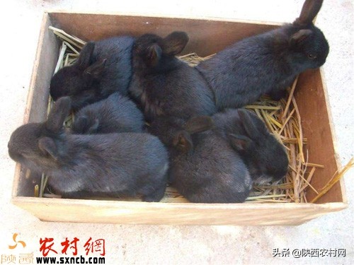 笼养兔子的优缺点,笼养兔子养殖前景