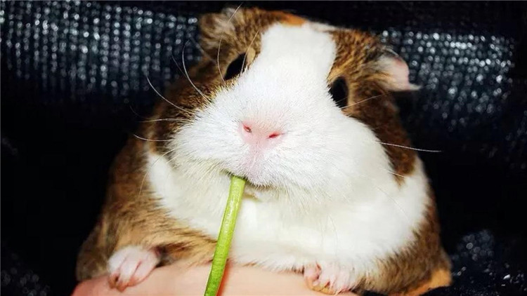 仓鼠装死合集,仓鼠装死被主人弄死
