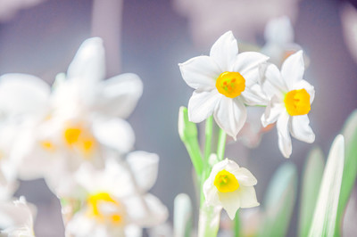 黄药师真的可以救活他老婆吗,黄药师复活冯蘅