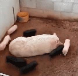 搞笑gif目光全在腿上了,爆笑gif动图我们一起出去霸气一点