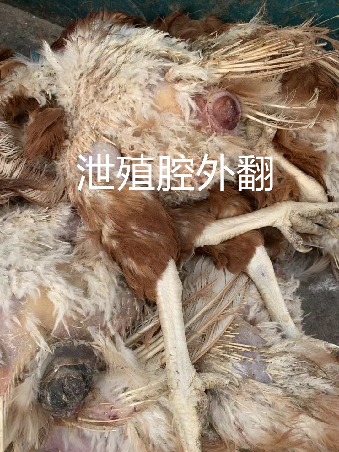 霉菌毒素对禽的危害,禽霉菌病怎么治疗