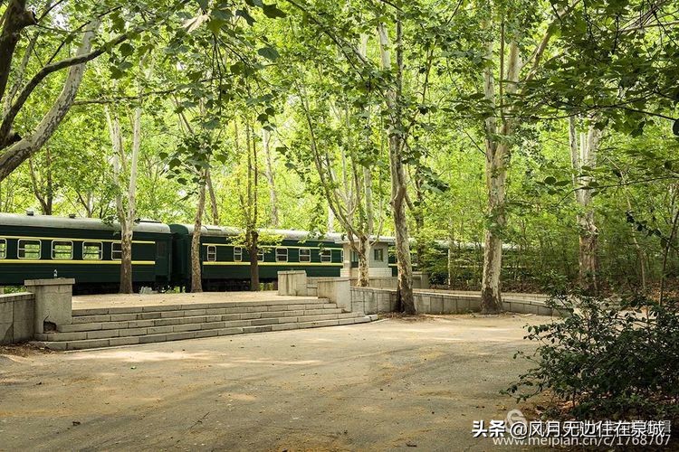 济南的法国梧桐,济南梧桐树美景