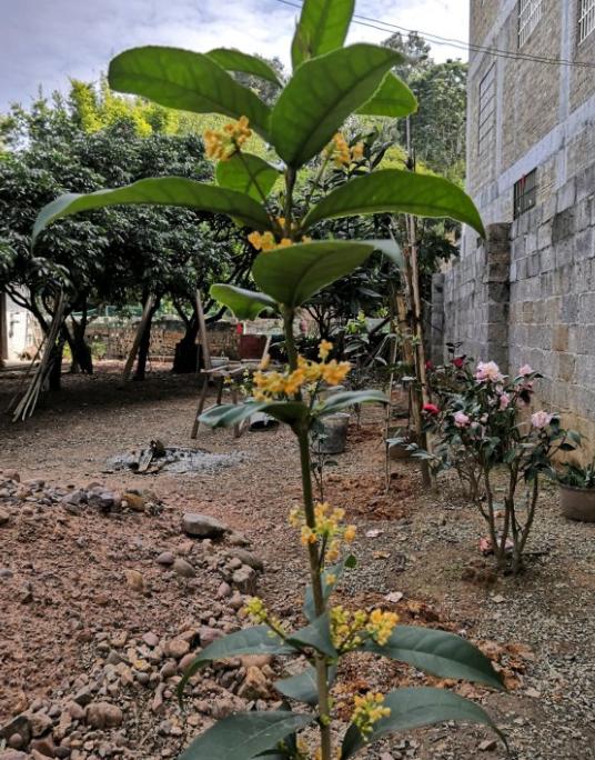 日香桂新栽的多久开花,日香桂开花一般几天枯萎