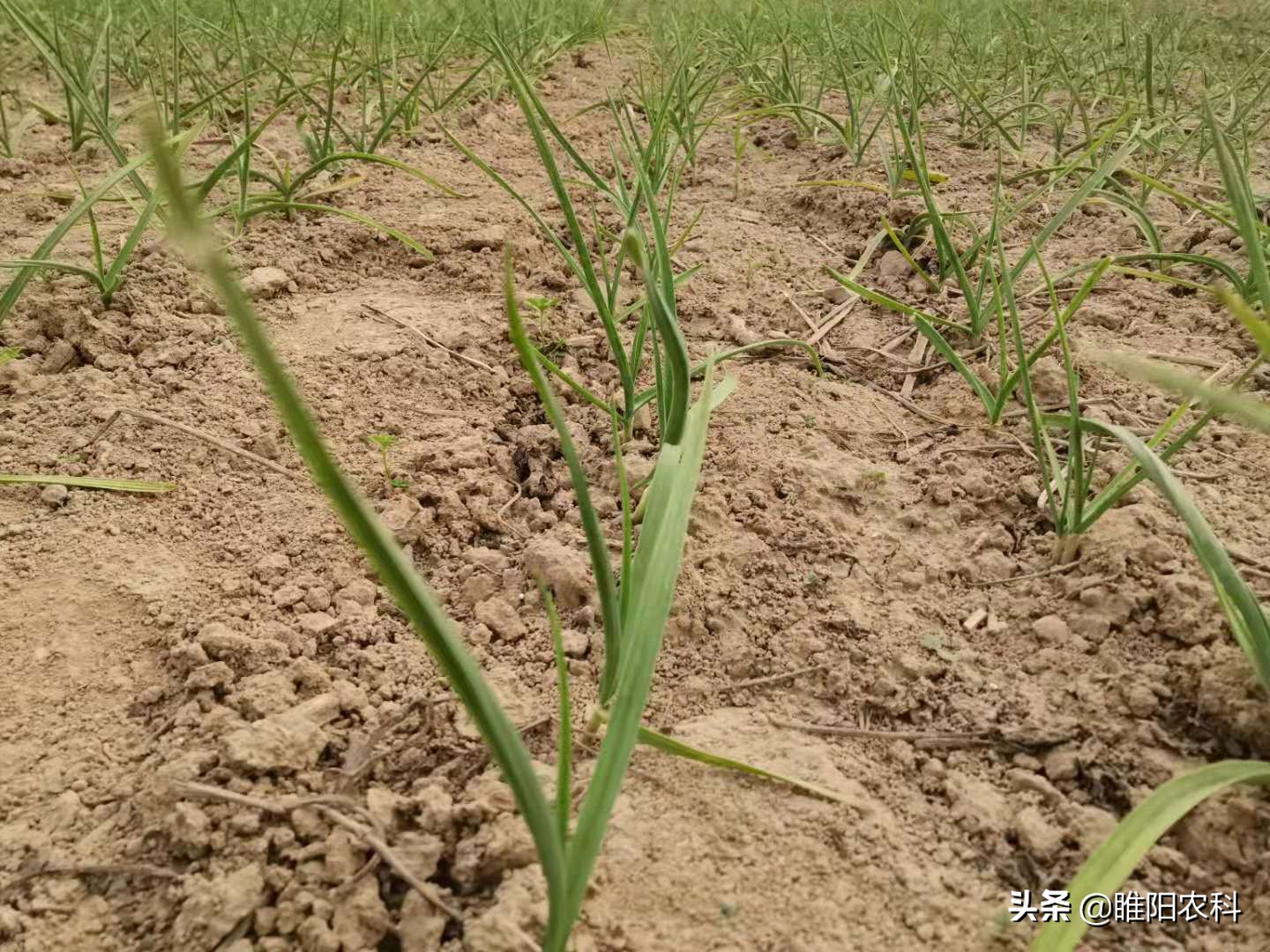 大蒜全黄叶了,大蒜黄叶是不是土壤有菌