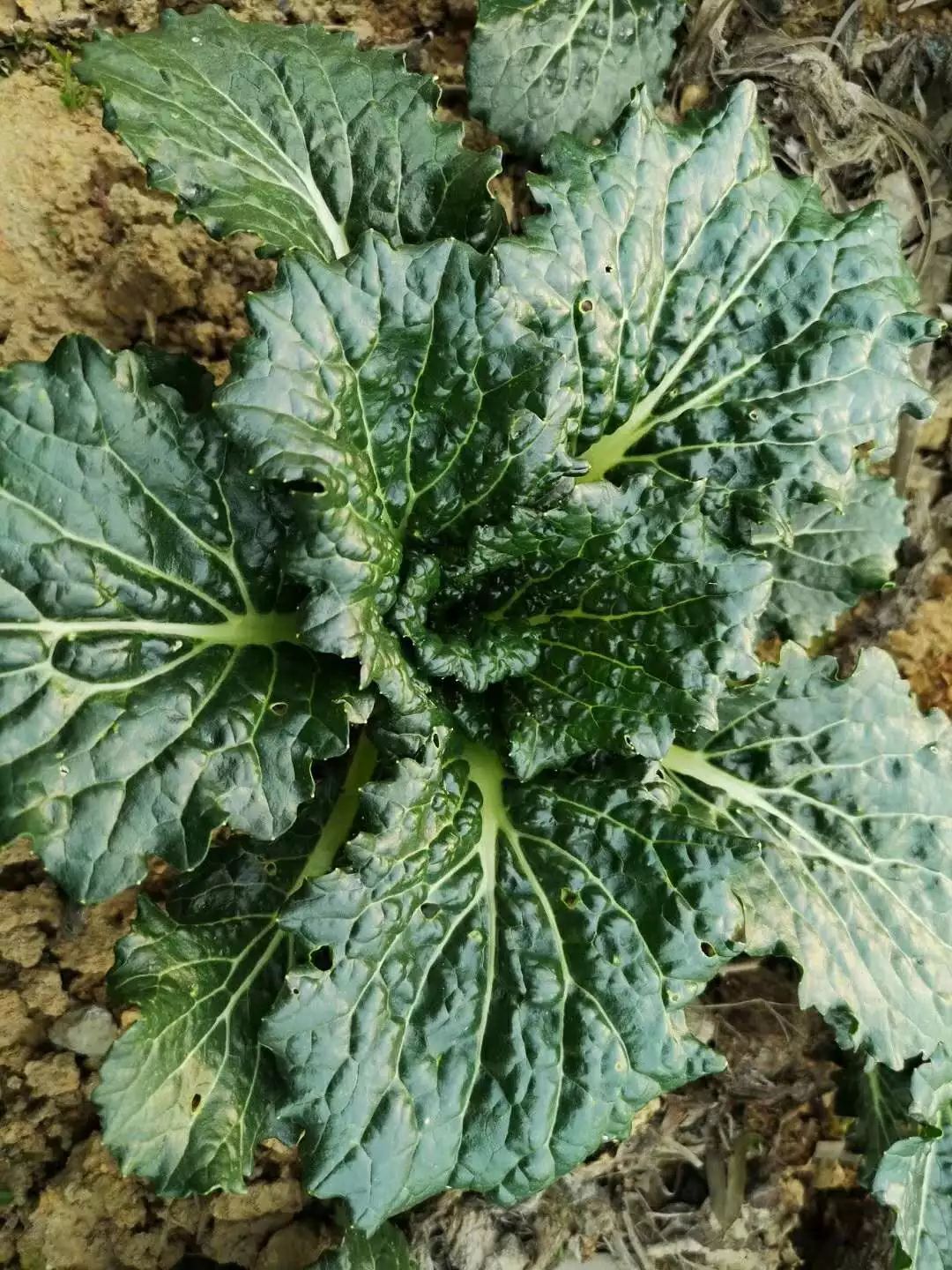 素食餐厅尴尬,素食餐厅为什么总是开不下去