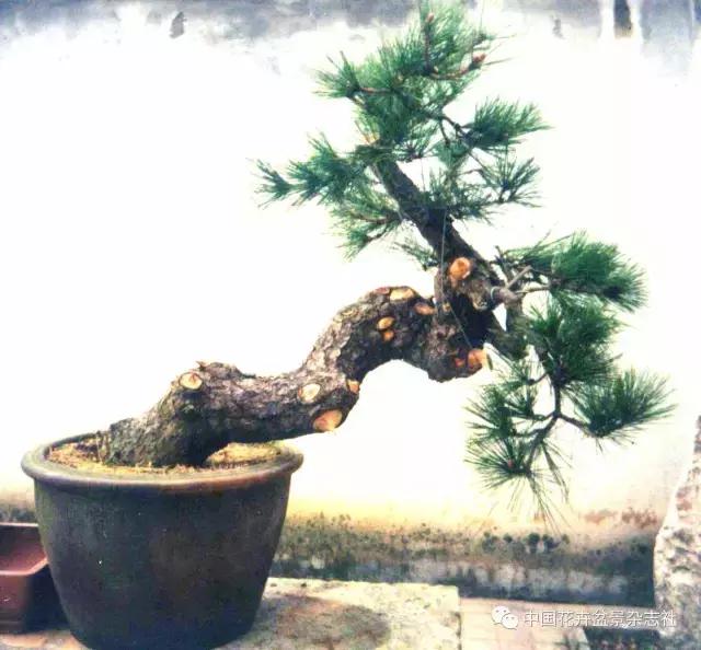 盆景黑松造型欣赏 (黑松盆景造型实例大全)