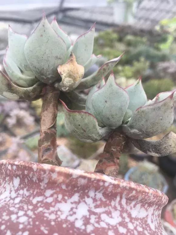 多肉叶子上有黑斑叶子一碰就掉,多肉红梅叶子上有黑点是怎么回事