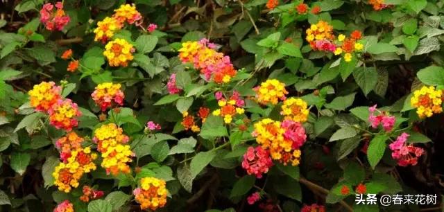 这几种植物越养越值钱,这几种花你养过吗