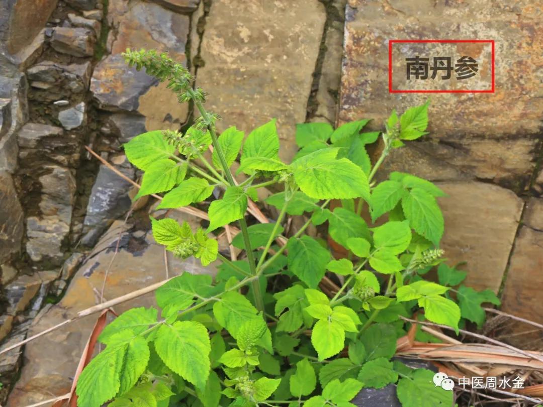 品味本草之美（第一季）