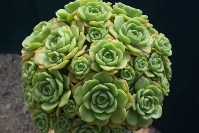 5种自带“体香”的多肉植物，阳台养一盆，香喷喷