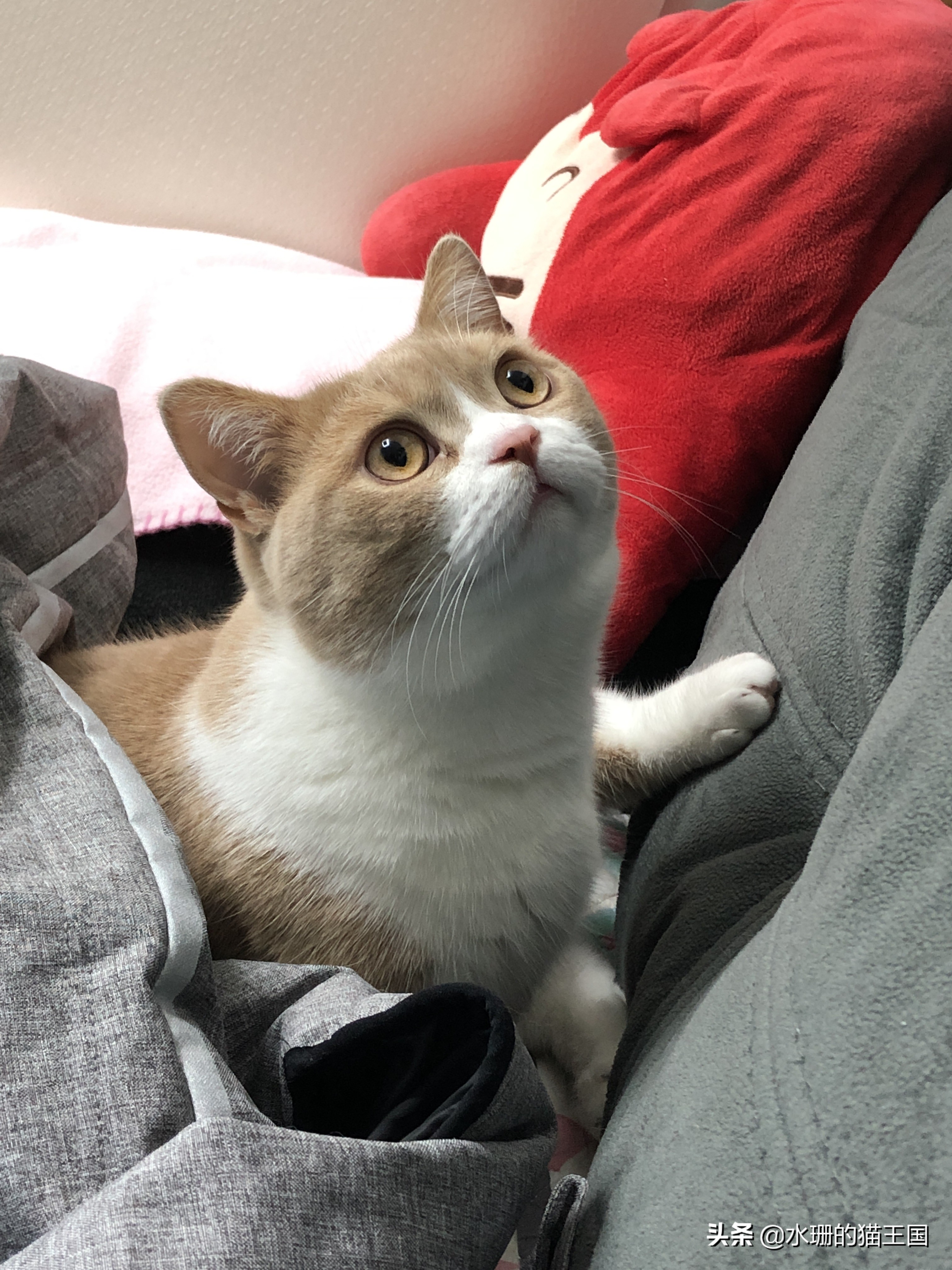 猫咪误食怎么解救,猫咪误食植物中毒了吃什么解毒