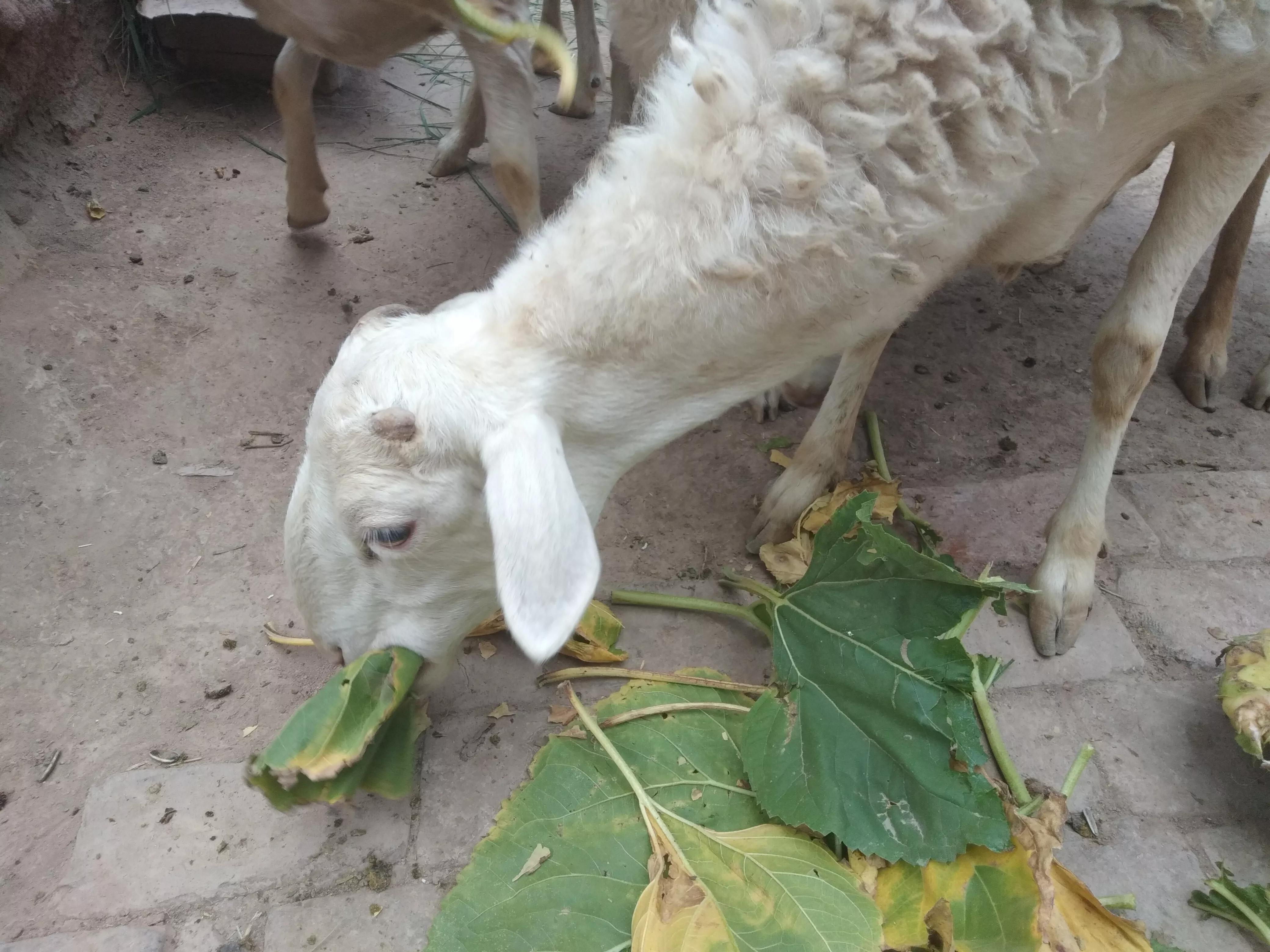 母羊低温表现,母羊感冒有什么表现