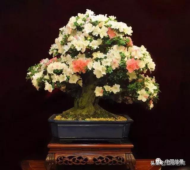 推荐36种好养的盆景植物,茶桌上养什么盆景植物