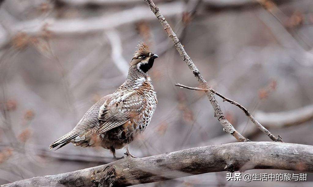 飞龙鸟肉,飞龙鸟叫什么