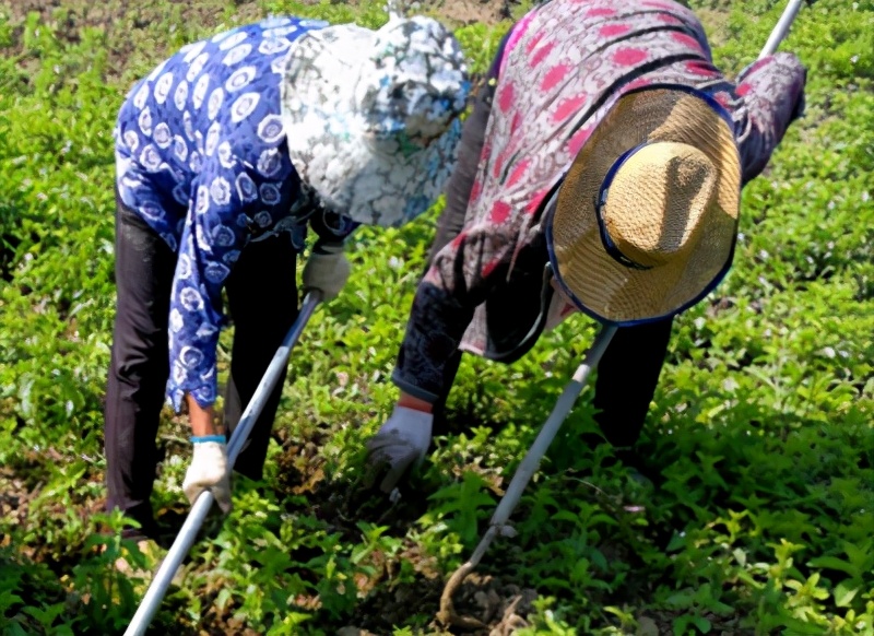 薄荷种植方法小视频,薄荷种植方法薄荷的分类