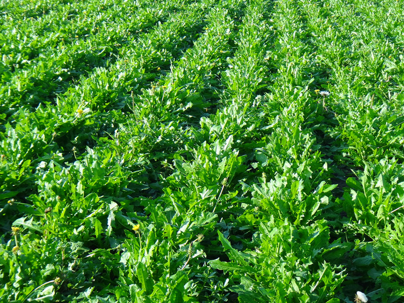 蒲公英种植技术详解农技学堂,露地蒲公英种植方法和时间