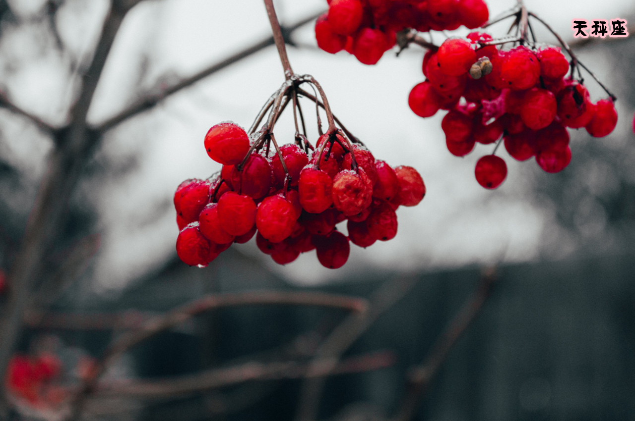 最美星座天秤天蝎座,12星座里的天秤座和天蝎座谁最美