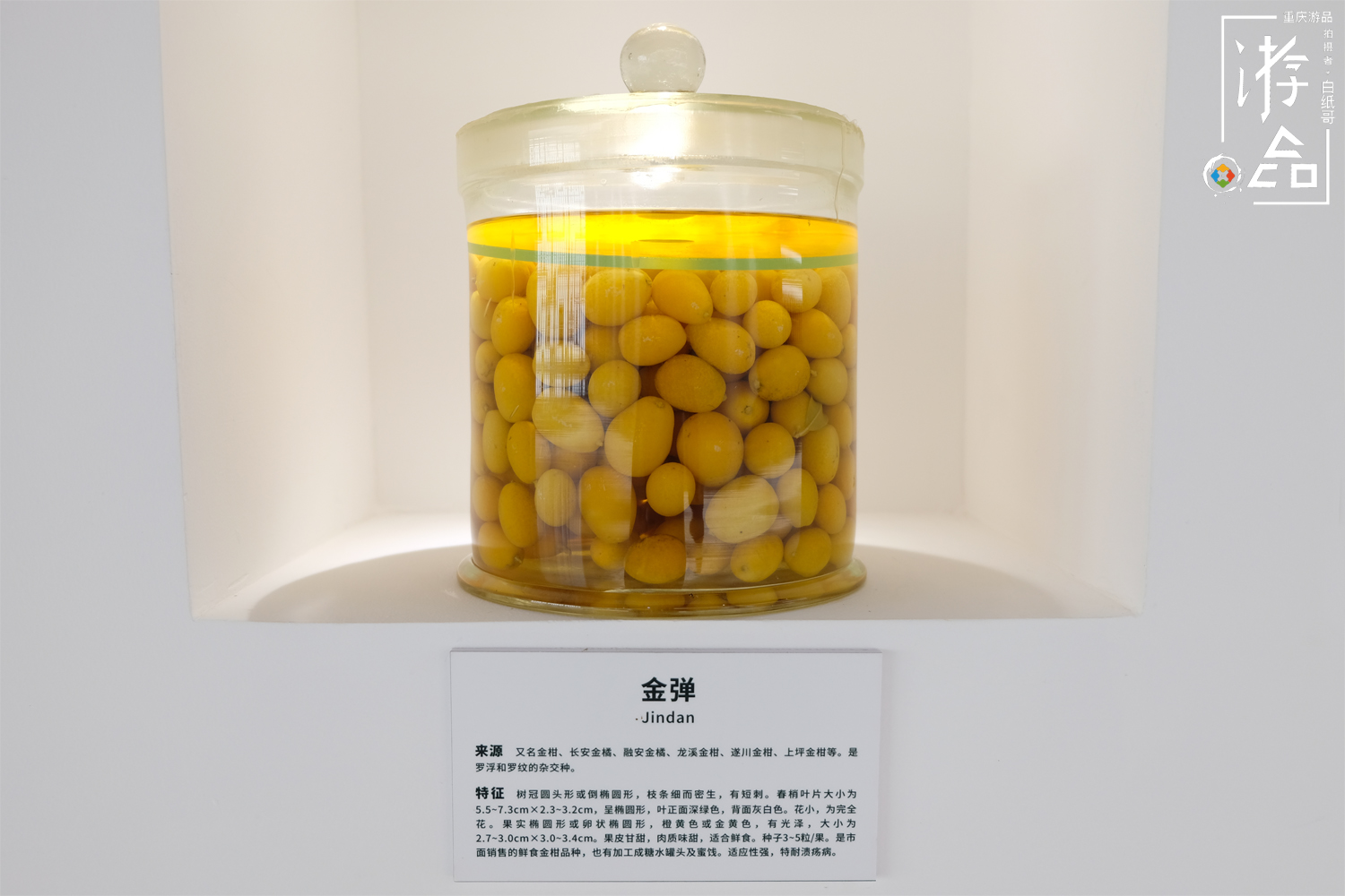 柑橘一共有多少种？很难数清，但三峡橘乡重庆忠县能告诉你答案