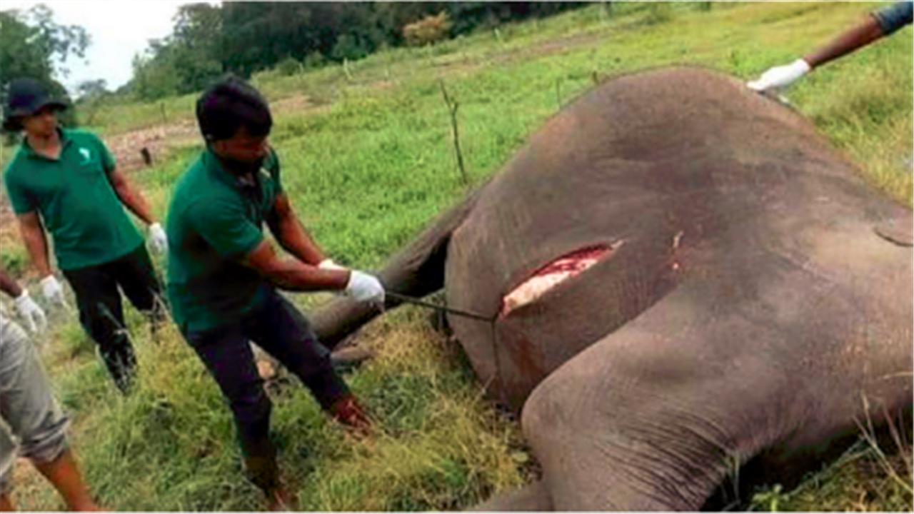 在沙漠中遇到死去的骆驼,在沙漠中碰到死后的骆驼
