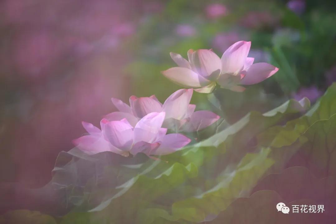 邯郸市女性摄影家,邯郸市女子摄影协会