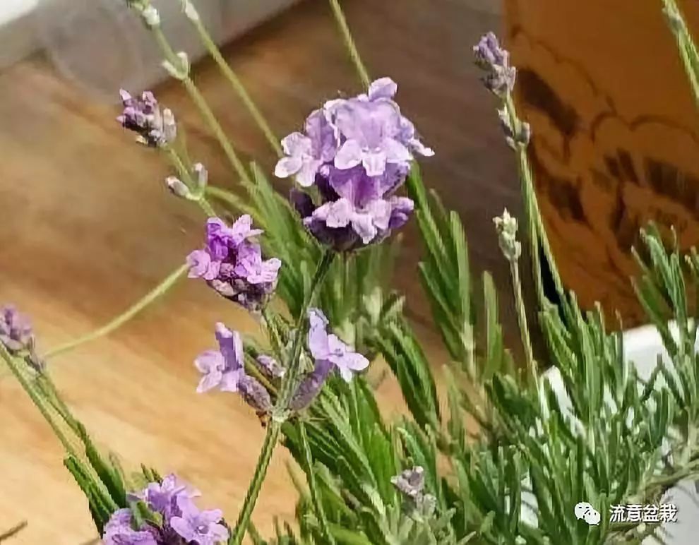 薰衣草怎么修剪才能爆盆,衣草的正确种植方法步骤图片