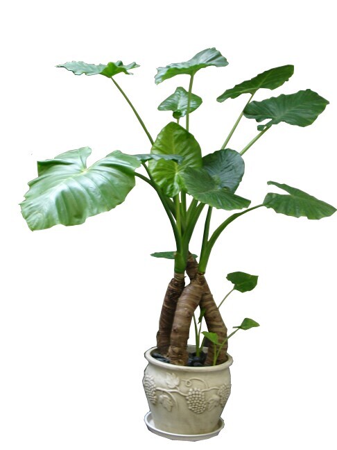 卧室滴水观音烂根处理后怎样栽植,滴水观音的叶子黄烂怎么办