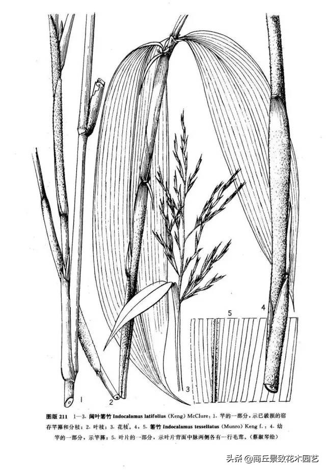 竹子大全,各种竹子大全