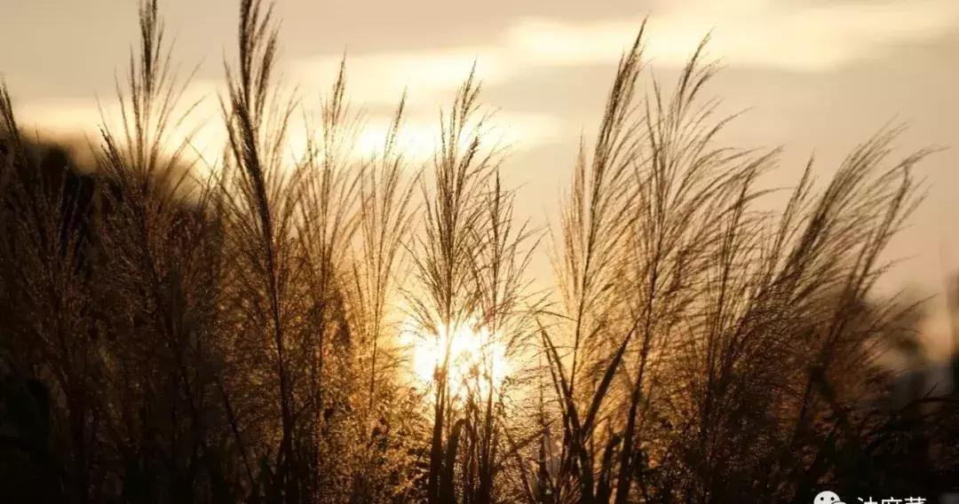 从中医的角度看待素食,中医上讲长期吃素好吗