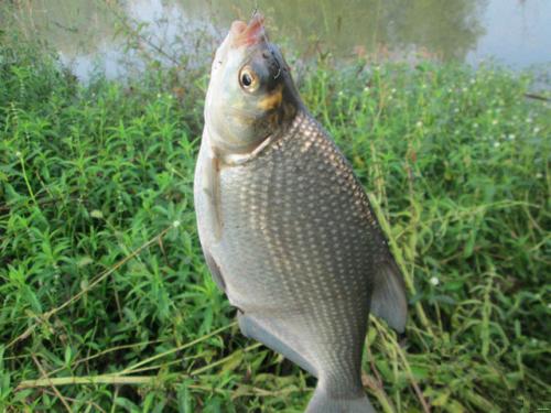 武昌鱼暂养方法,武昌鱼的生活习性