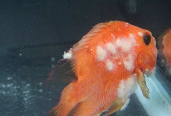 鱼得掉鳞病怎么治,鱼掉鳞烂肉怎么办