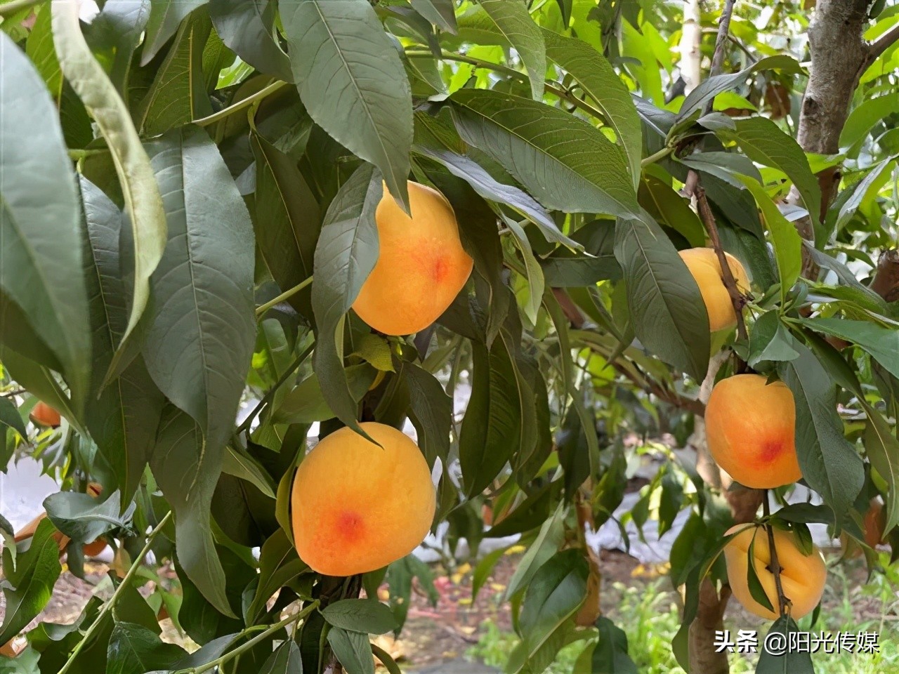 福利来啦!德阳喜欢吃桃子的小伙伴看过来