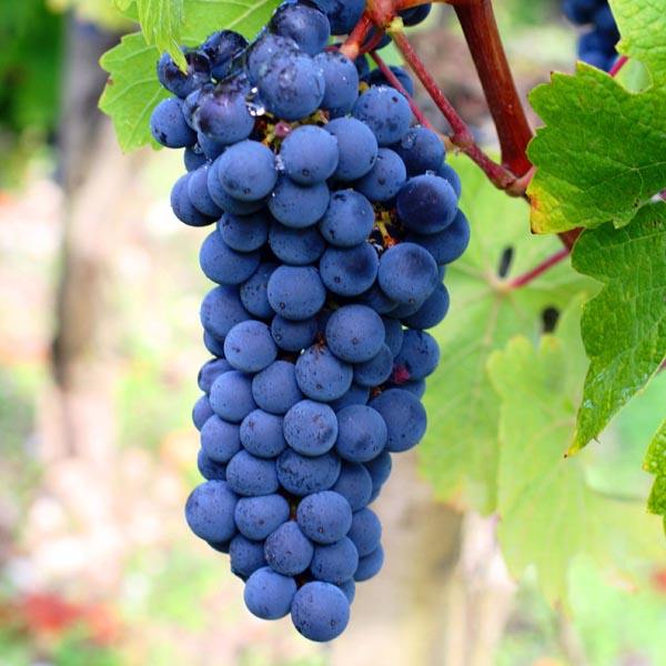 漂亮好吃的葡萄品种有哪些,世界十大顶级葡萄品种