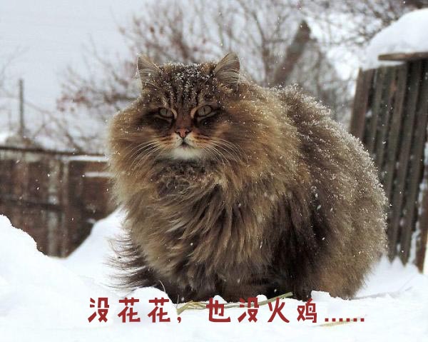 圣诞节的喵星人霸气又略萌，猫奴必看！又骗我养猫？