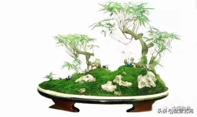 天生好养的36种盆景植物,什么植物盆景适合屋内养