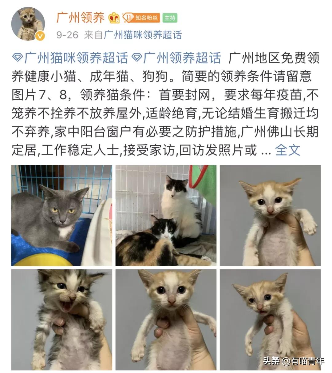 网上买的猫运回来死了,网上买猫三天送到半夜死了