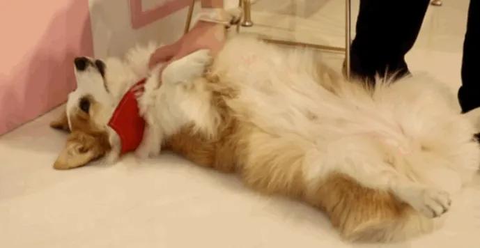 宠物生活馆盘点,北京人气宠物乐园推荐