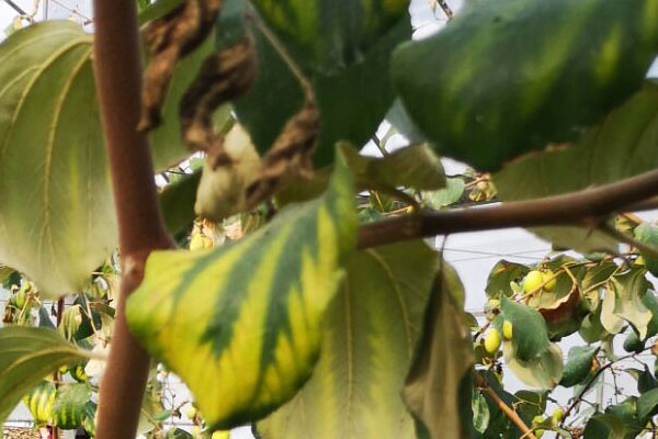 青枣缺素症状图谱,青枣叶子发黄是怎么回事